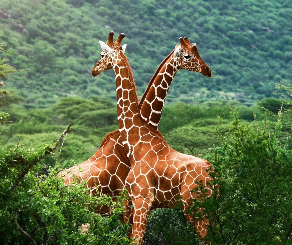 Zwei Giraffen, deren Hälse sich kreuzen. Jede Giraffe blickt in eine andere Richtung.